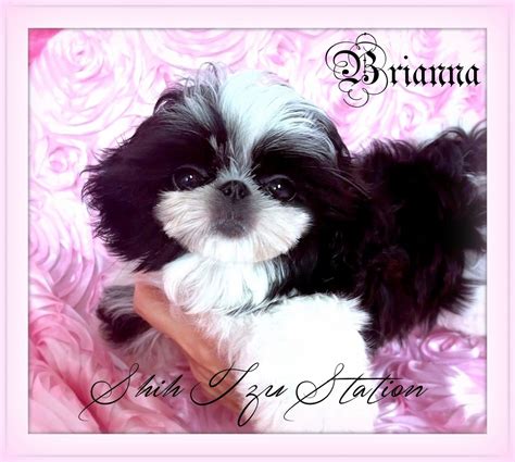 Shih tzu station - Shih Tzu Station is extremely proud to have some of the most EXCEPTIONAL and EXQUISITE bloodlines you can find, which EXEMPLIFY the very best of the Shih Tzu breed. With generations of health and beauty, we aim to consistently produce the EPITOME of that "EXTREME BABY DOLL FACE", from Tiny Teacups to Small Standards.